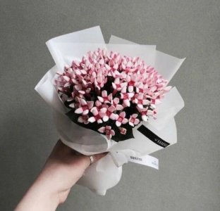 ​关于月季花（简单的一句话发朋友圈）
