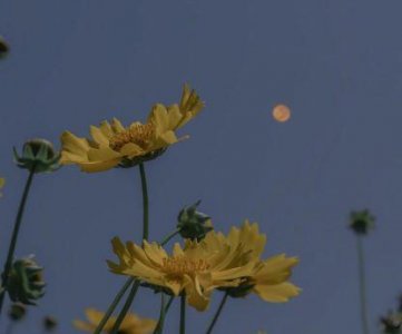 ​描写中秋节的诗句「」