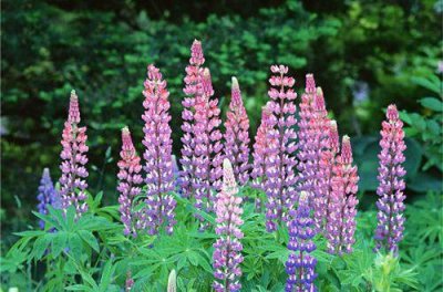 ​晚安祝福短信  晚安的说说 朋友圈(精选73句)