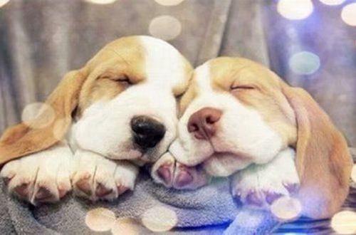 2021新年开工大吉祝福语 开工发朋友圈吉祥话