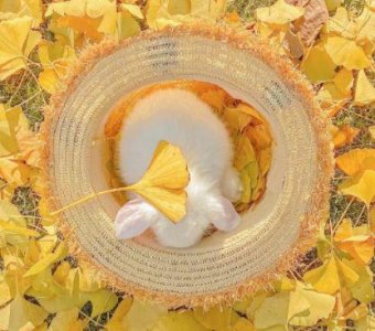 ​清明的句子87句