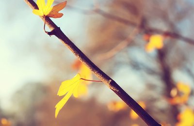 ​安意如语录93句