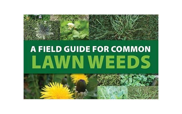 Weeds造句子(优选66句)