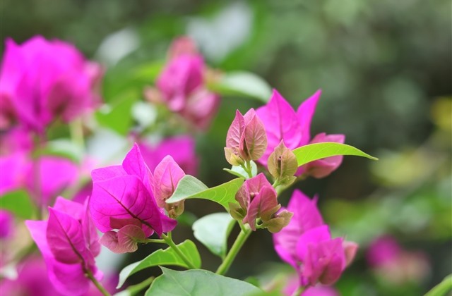 唯美女孩游戏名字(精选618个)