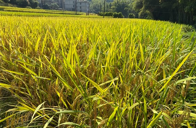 好听酷一点高冷的网名(616个)