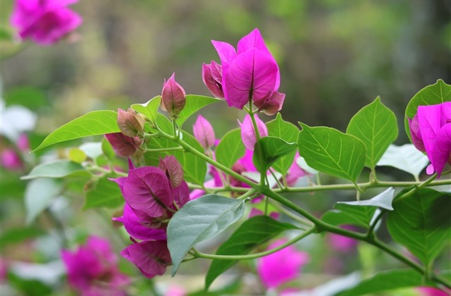 成熟女生微信网名(精选605个)