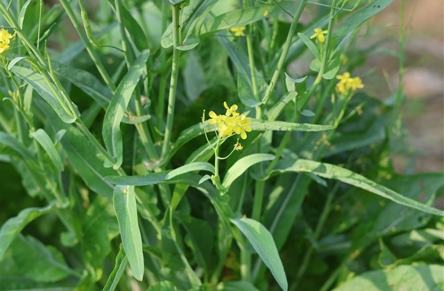 好听又好看的女生游戏名字